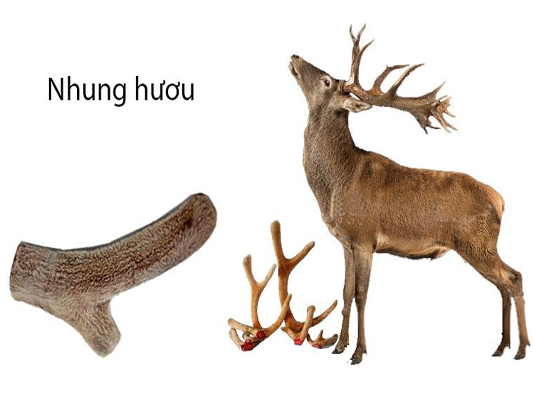 Cao nhung hươu có tác dụng gì? Cắt nhung hươu có đau không?