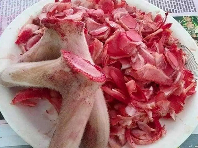 Nhung hươu tươi