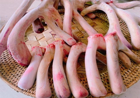 Nhung hươu tươi